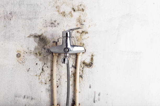 Best Mold Removal Process  in Sturgeon, PA