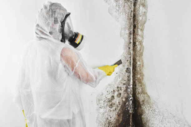 Sturgeon, PA Mold Removal Company