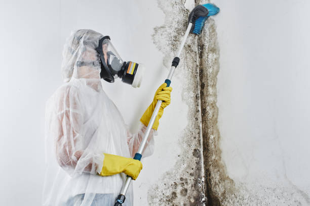 Best Attic Mold Removal  in Sturgeon, PA