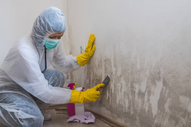 Best Crawl Space Mold Removal  in Sturgeon, PA