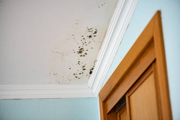 Mold Removal Process in Sturgeon, PA