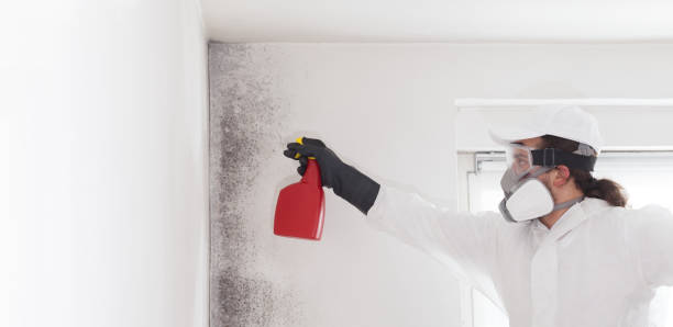 Best Toxic Mold Removal  in Sturgeon, PA