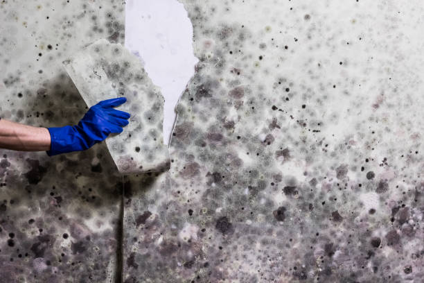Best Home Mold Removal  in Sturgeon, PA