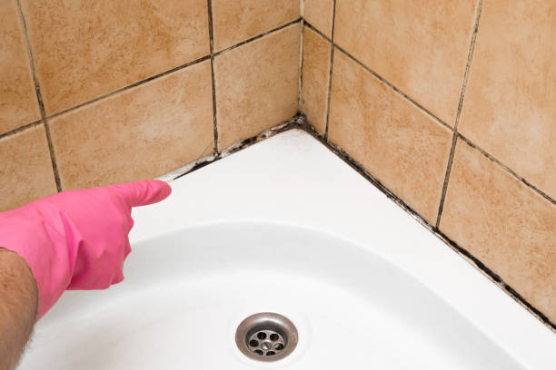Best Office Mold Removal Services  in Sturgeon, PA