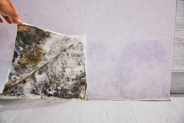 Best Mold Damage Repair  in Sturgeon, PA